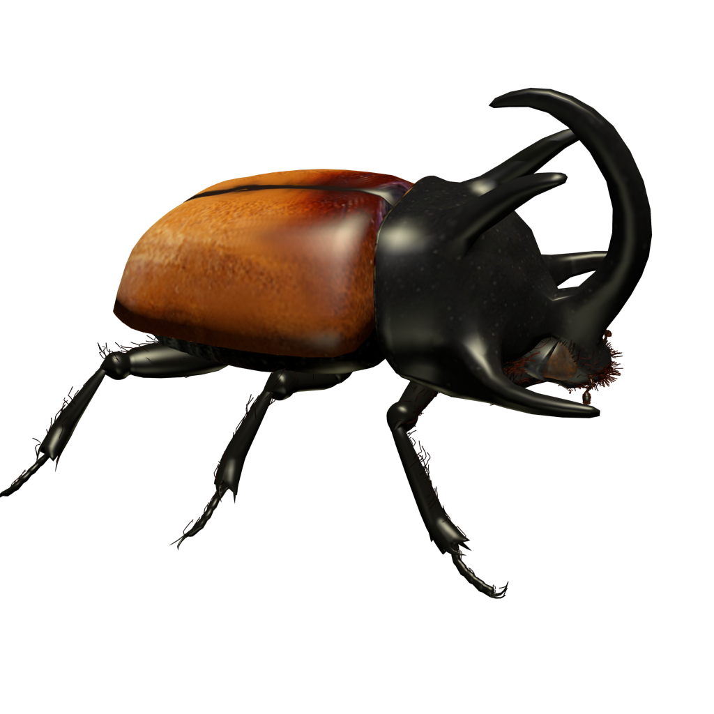 Rhinoceros beetle preview image 1